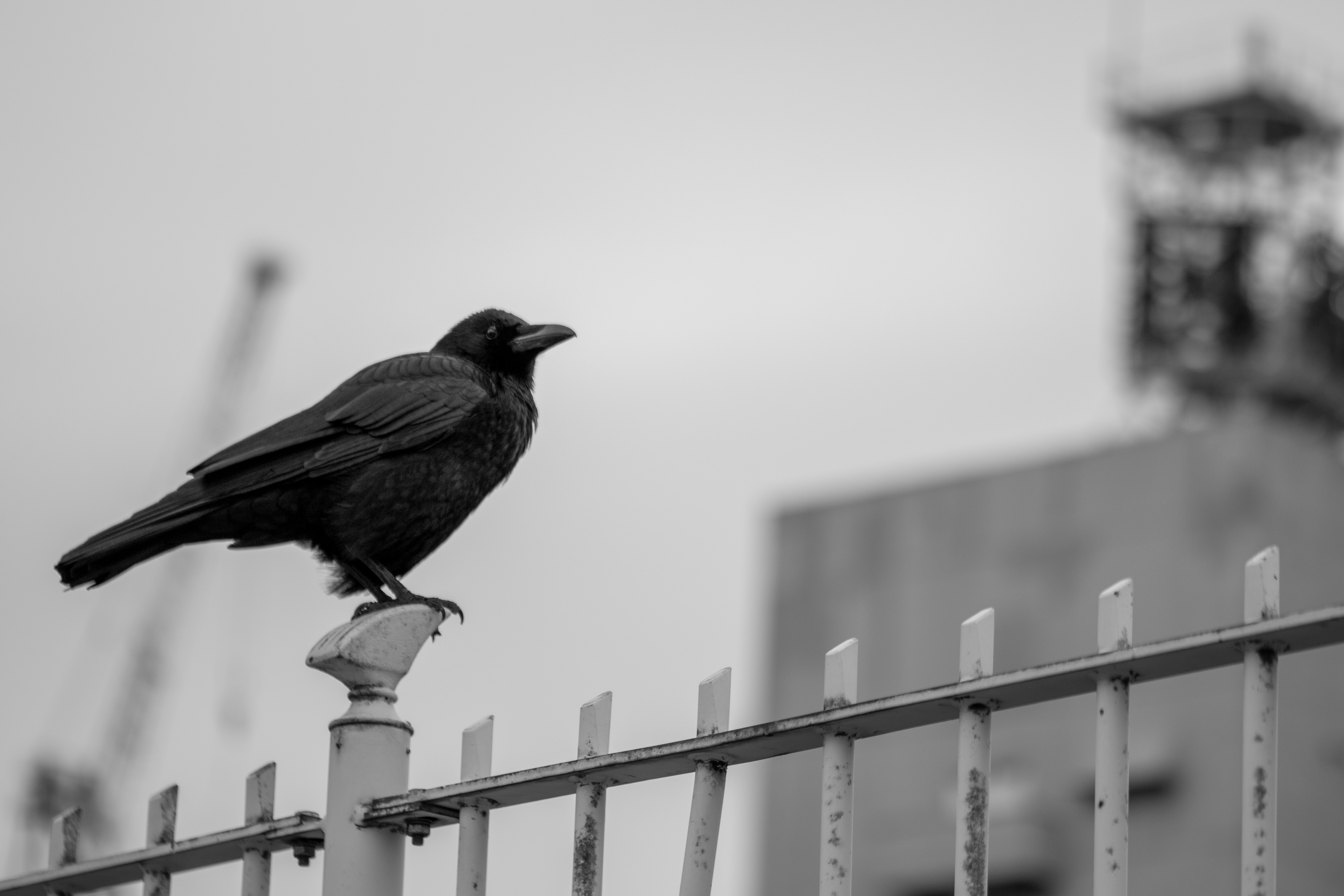 Vogel auf einem Grenzzaun