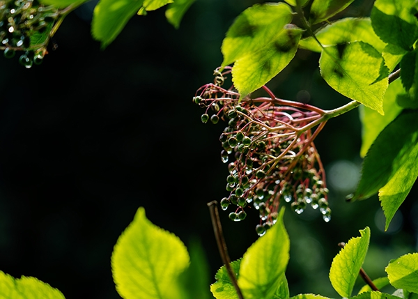 Nicht reife Holunderbeeren nach dem Regen