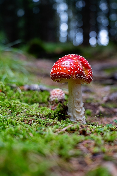 Ein großer und ein kleiner Fliegenpilze im Wald