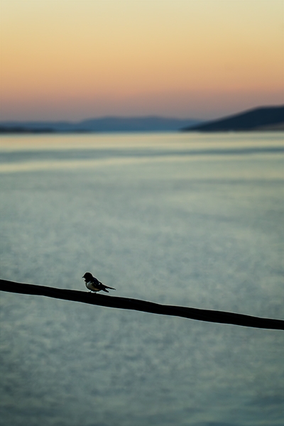 Ein Vogel sitzt auf dem Stromkabel vor der Kulisse des Sonnenuntergangs und des Meeres