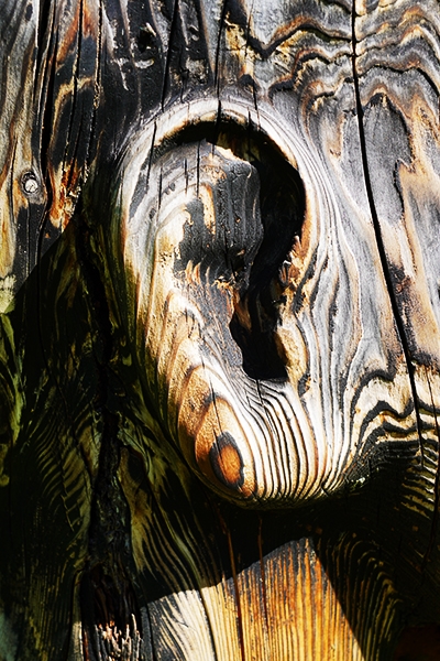 Detail eines Ohres an einer Holzskulptur